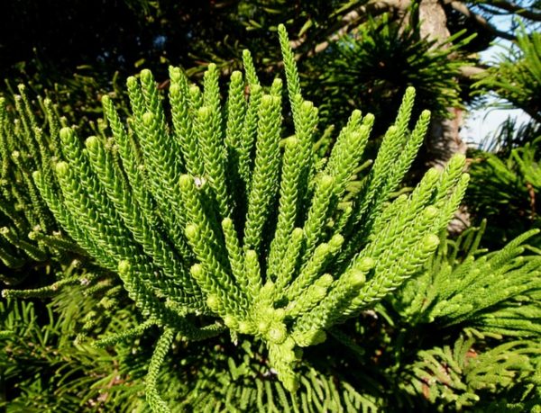 南洋杉（Araucaria heterophylla）