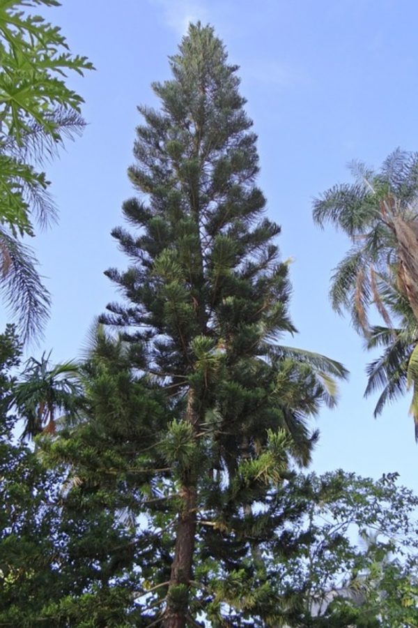 南洋杉（Araucaria heterophylla）：圖片 3