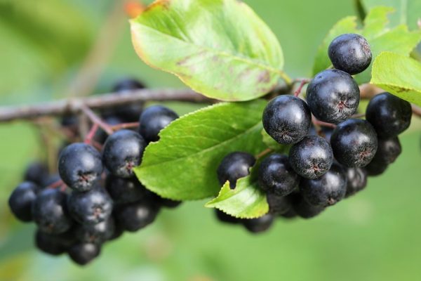 黑果腺肋花楸（Aronia melanocarpa）