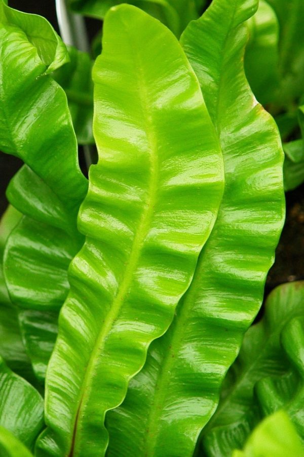 山蘇（鳥巢蕨、Asplenium nidus）：圖片 2