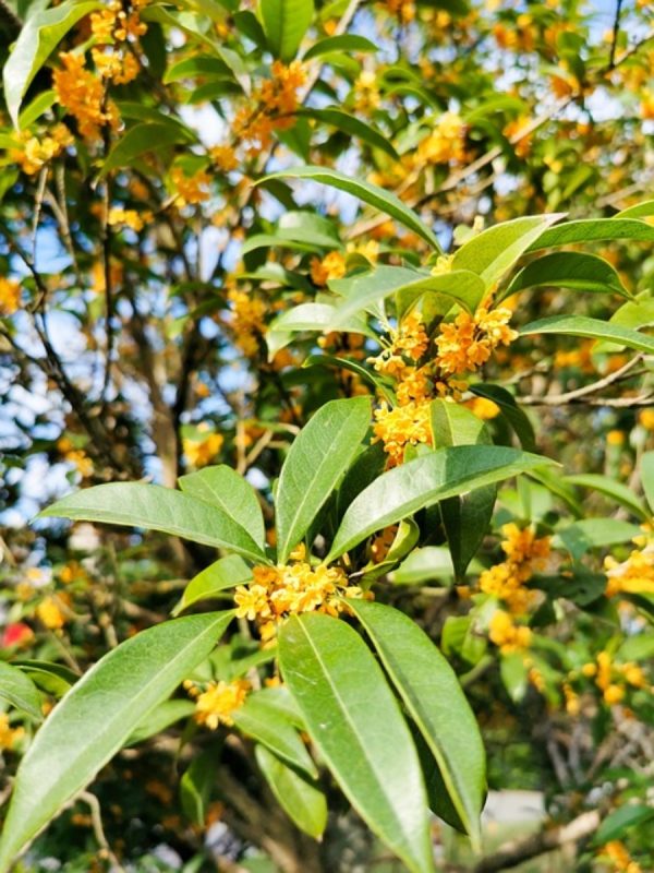 桂花（Osmanthus fragrans）：圖片 4