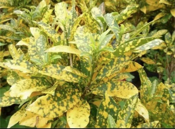 星點變葉木（Codiaeum variegatum cv. Aucubaefolium）