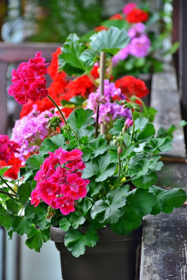 天竺葵（Pelargonium）：圖片 3