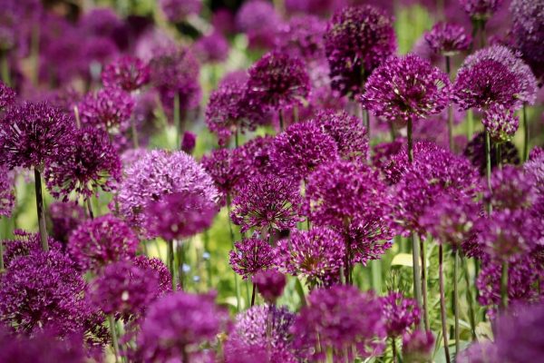 大花蔥（Allium giganteum）：圖片 4