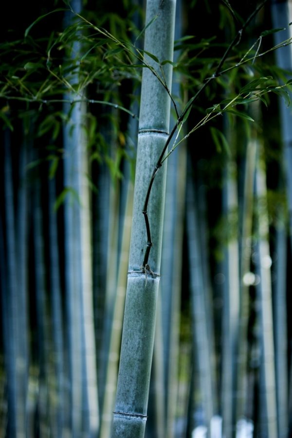 竹子（bamboo）