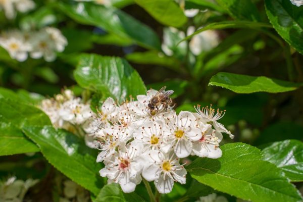 黑果腺肋花楸（Aronia melanocarpa）：圖片 2