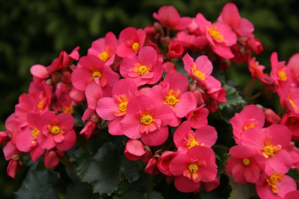 四季秋海棠（秋海棠、Begonia  spp.）：圖片 2