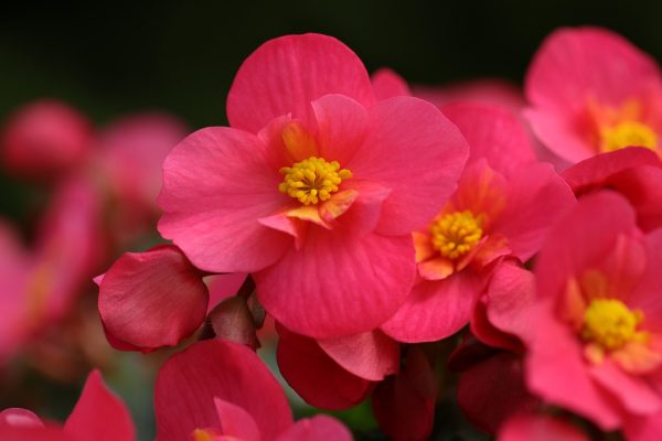 四季秋海棠（秋海棠、Begonia  spp.）