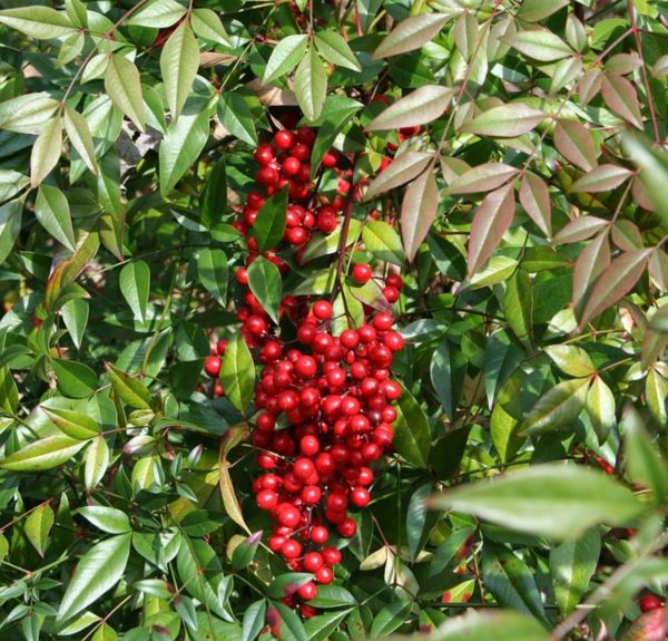 南天竹（Nandina domestica）：圖片 4