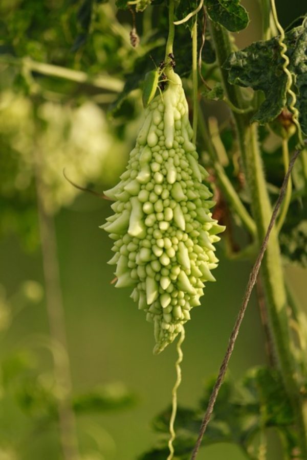山苦瓜（Momordica charantia var. muricata）