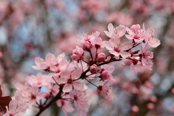 梅花（Prunus mume）：圖片 2