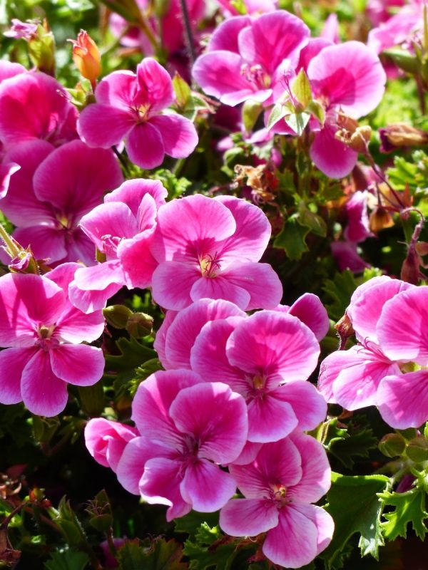 天竺葵（Pelargonium）：圖片 4