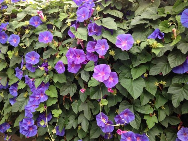 牽牛花（Ipomoea spp.）：圖片 4