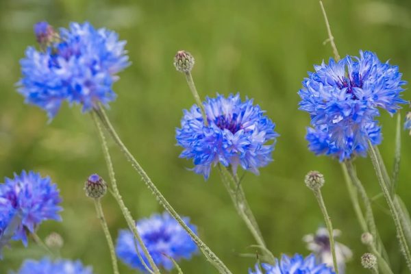 矢車菊（藍盆花、Centaurea cyanus）：圖片 2
