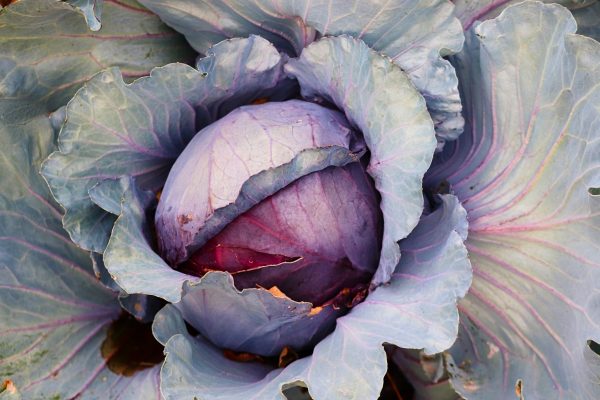 紫甘藍 （Red Cabbage）