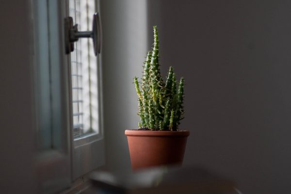 仙人掌（Cactus spp.）：圖片 3