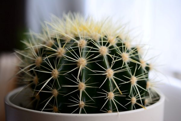 仙人掌（Cactus spp.）