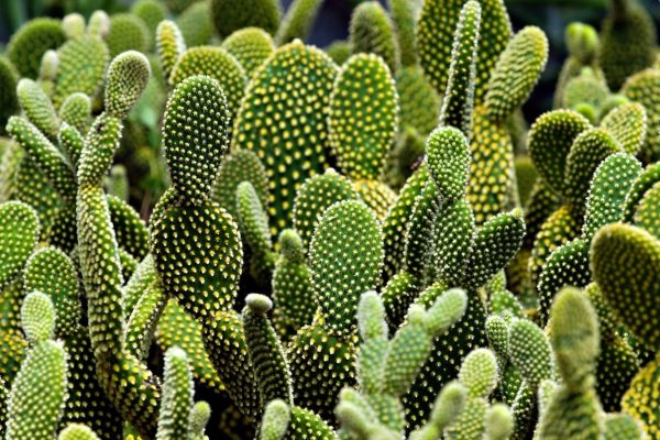 仙人掌（Cactus spp.）：圖片 4