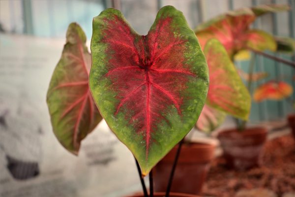 彩葉芋（Caladium bicolor）