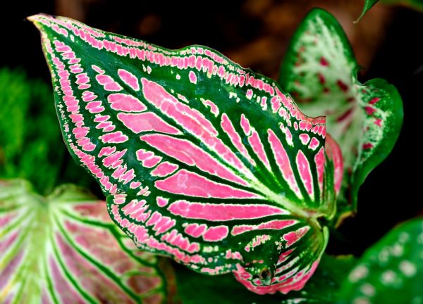 彩葉芋（Caladium bicolor）：圖片 2
