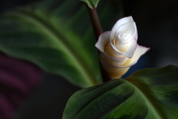 孔雀竹芋（Calathea makoyana）：圖片 2