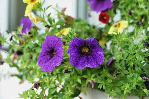 矮牽牛（Calibrachoa spp.）