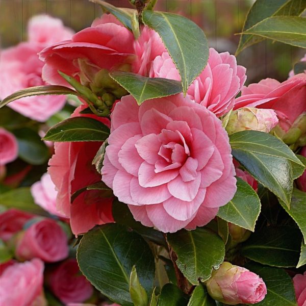 茶花（山茶花、Camellia japonica）：圖片 2