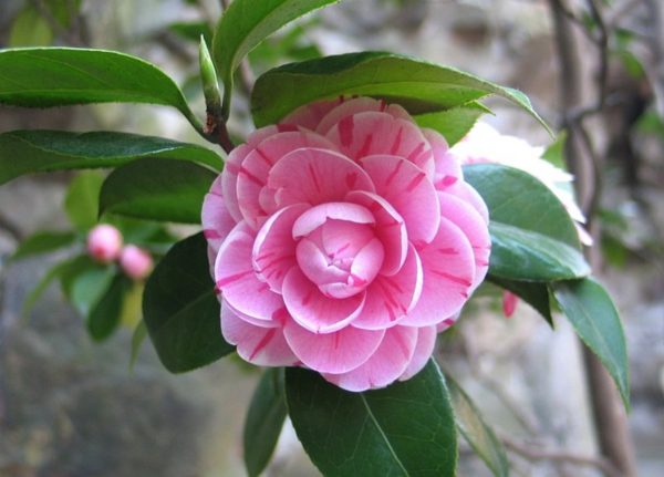 茶花（山茶花、Camellia japonica）