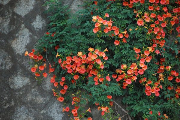 凌霄花（Campsis grandiflora）：圖片 4