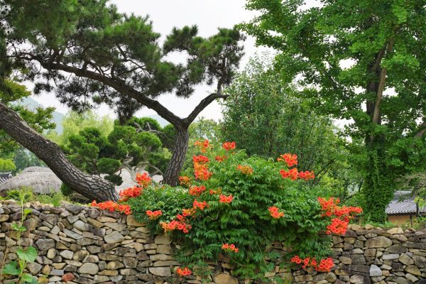 凌霄花（Campsis grandiflora）：圖片 2