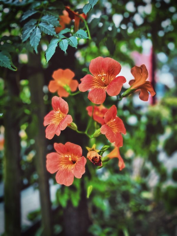 凌霄花（Campsis grandiflora）：圖片 3