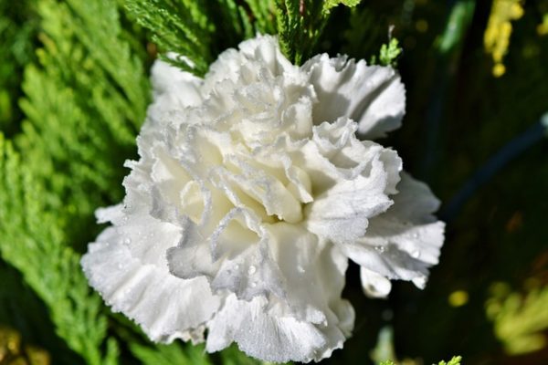 康乃馨（香石竹 、Dianthus caryophyllus）
