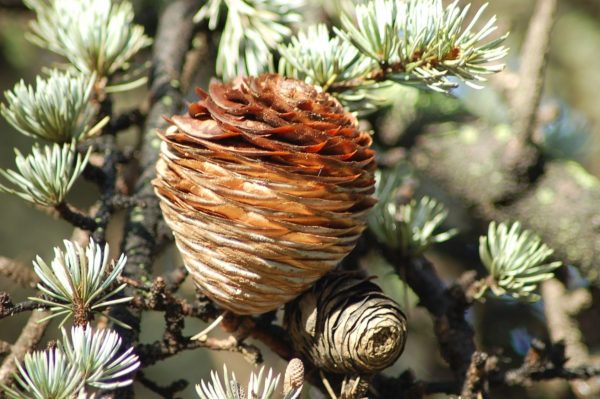 雪松（Cedrus spp.）：圖片 2