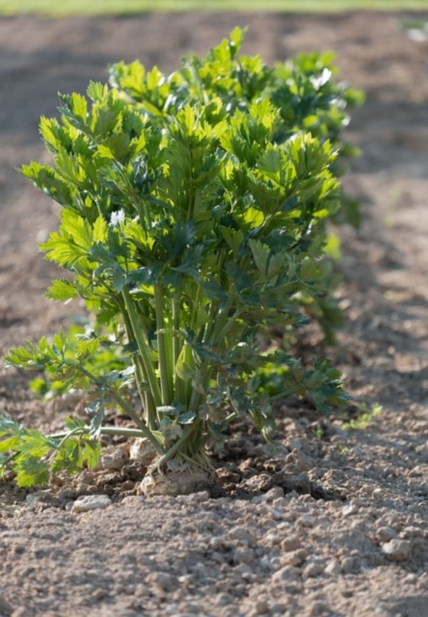芹菜 （Celery）