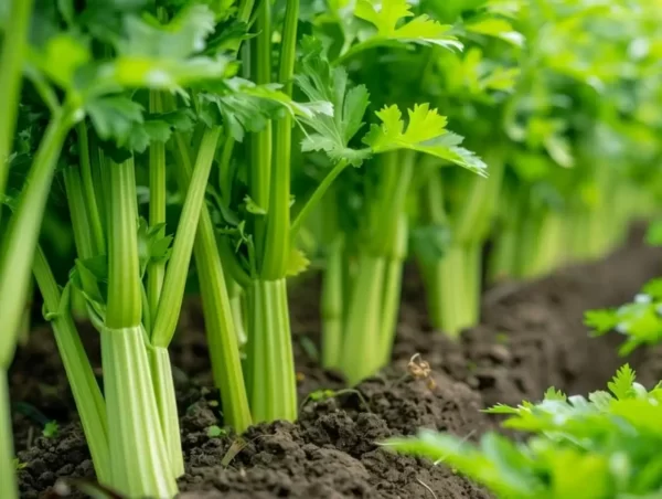 芹菜 （Celery）：圖片 4
