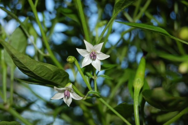 辣椒（Capsicum spp.）：圖片 2