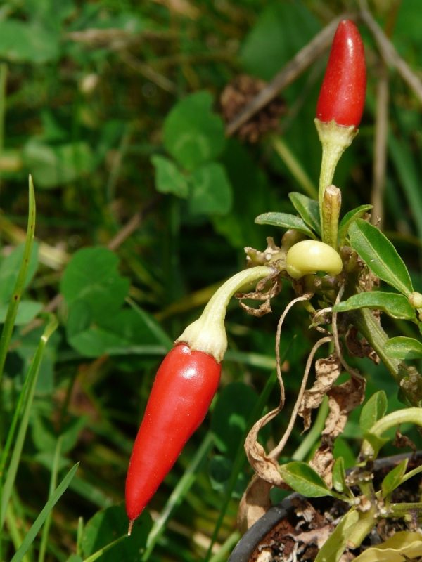 辣椒（Capsicum spp.）