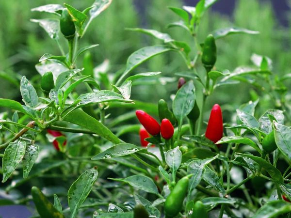 辣椒（Capsicum spp.）：圖片 4