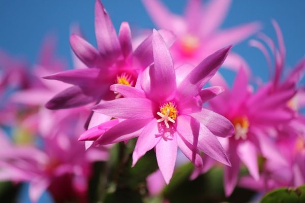 令箭荷花（epicactus、 orchid cactus）