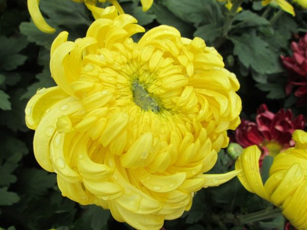 菊花（Chrysanthemum spp.）