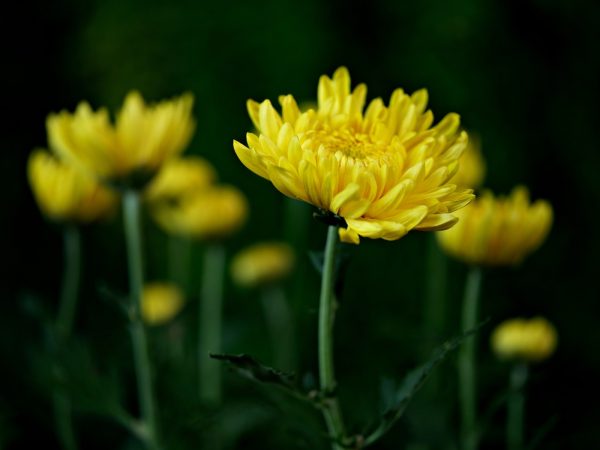 菊花（Chrysanthemum spp.）：圖片 4