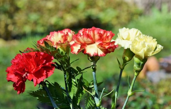 康乃馨（香石竹 、Dianthus caryophyllus）：圖片 4
