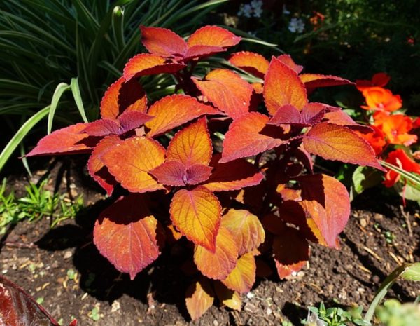 彩葉草（Coleus spp.）：圖片 2