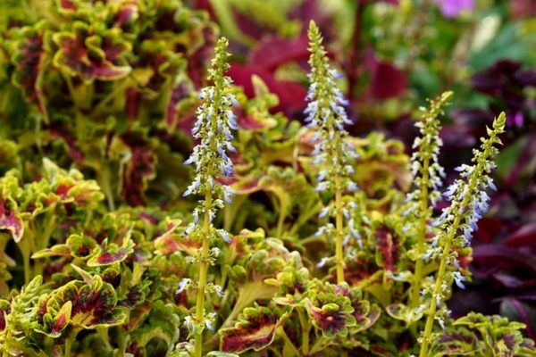 彩葉草（Coleus spp.）：圖片 4