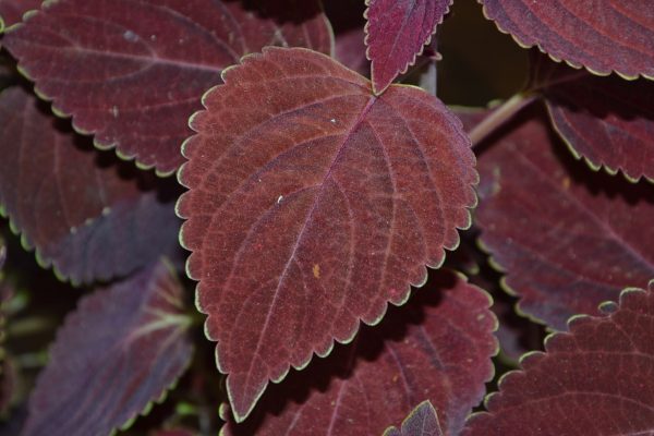 彩葉草（Coleus spp.）