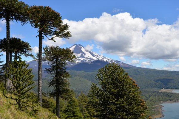 南洋杉（Araucaria heterophylla）：圖片 4