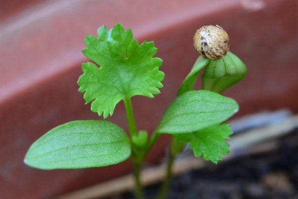 香菜（芫荽、Coriander）：圖片 2