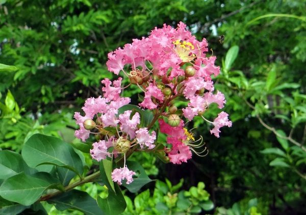 紫薇（Lagerstroemia indica）