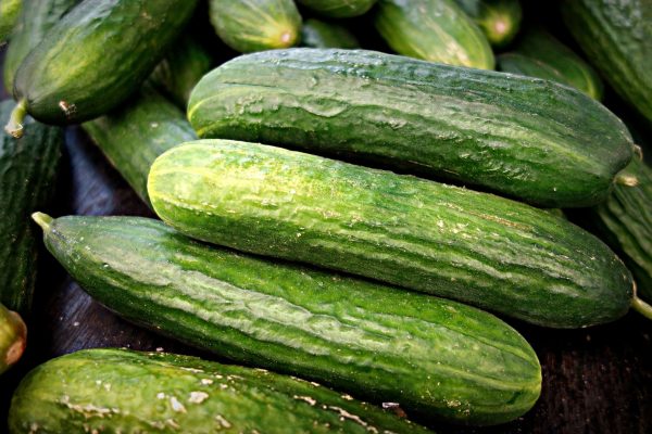 小黃瓜 （Cucumis sativus）：圖片 2