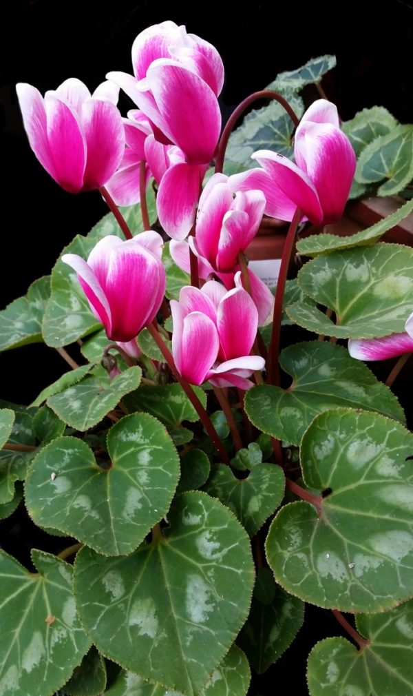 仙客來（Cyclamen）：圖片 2
